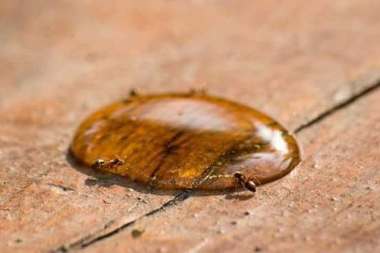 এক_ফোঁটা_মধু